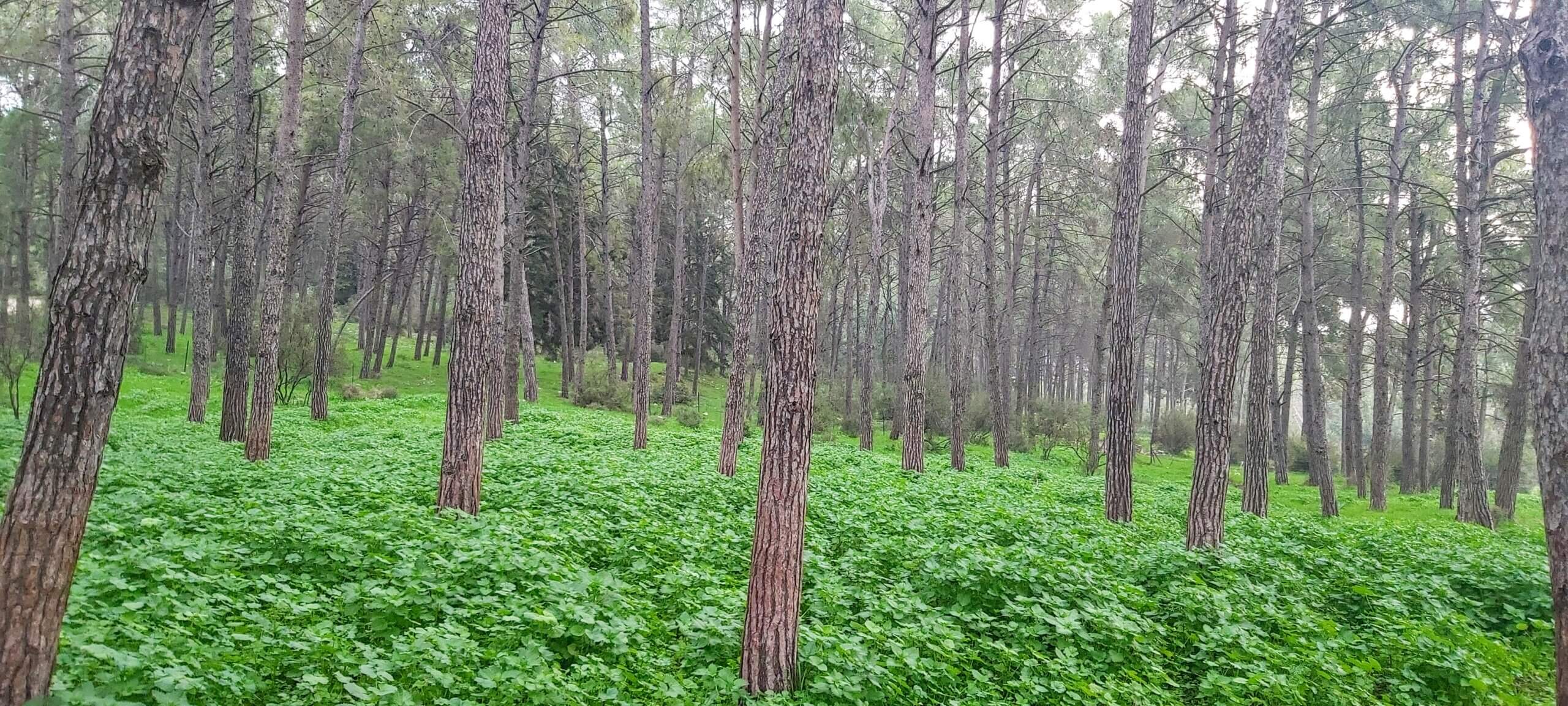 You are currently viewing Get lost בעומק היער