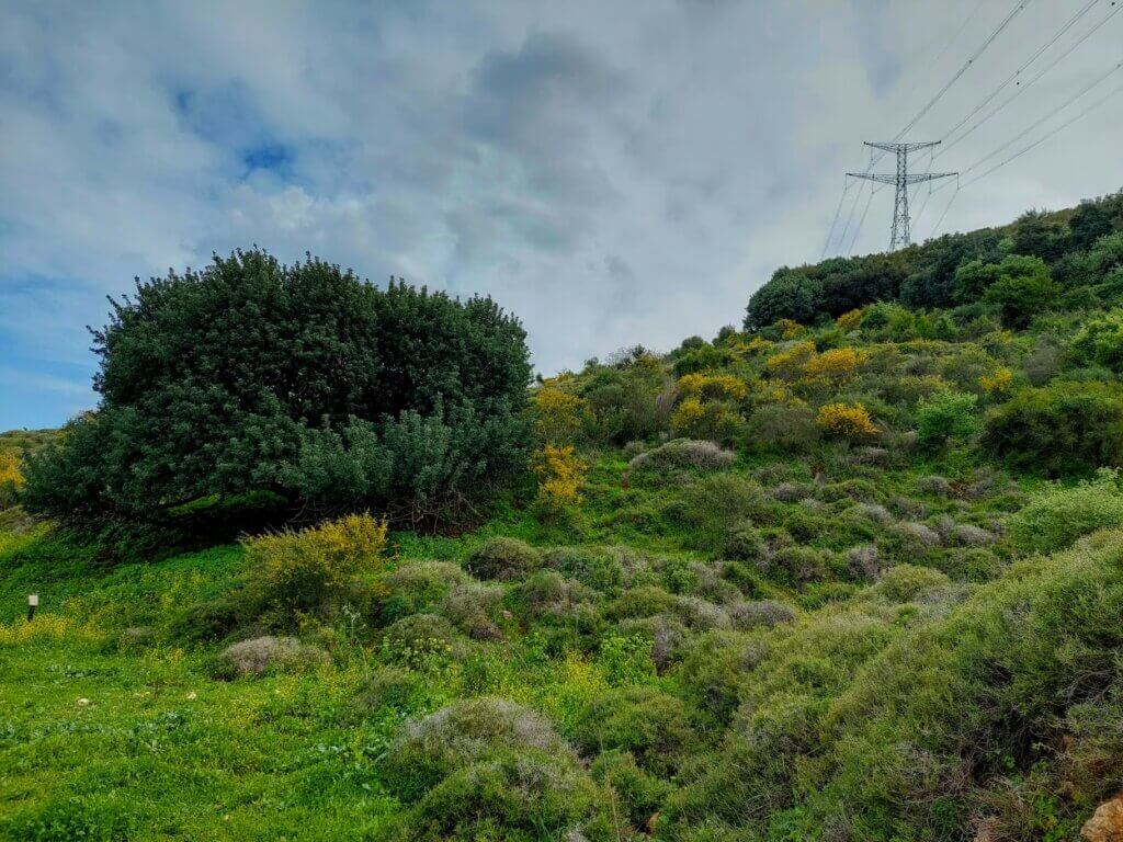 שוטטות גבהים
