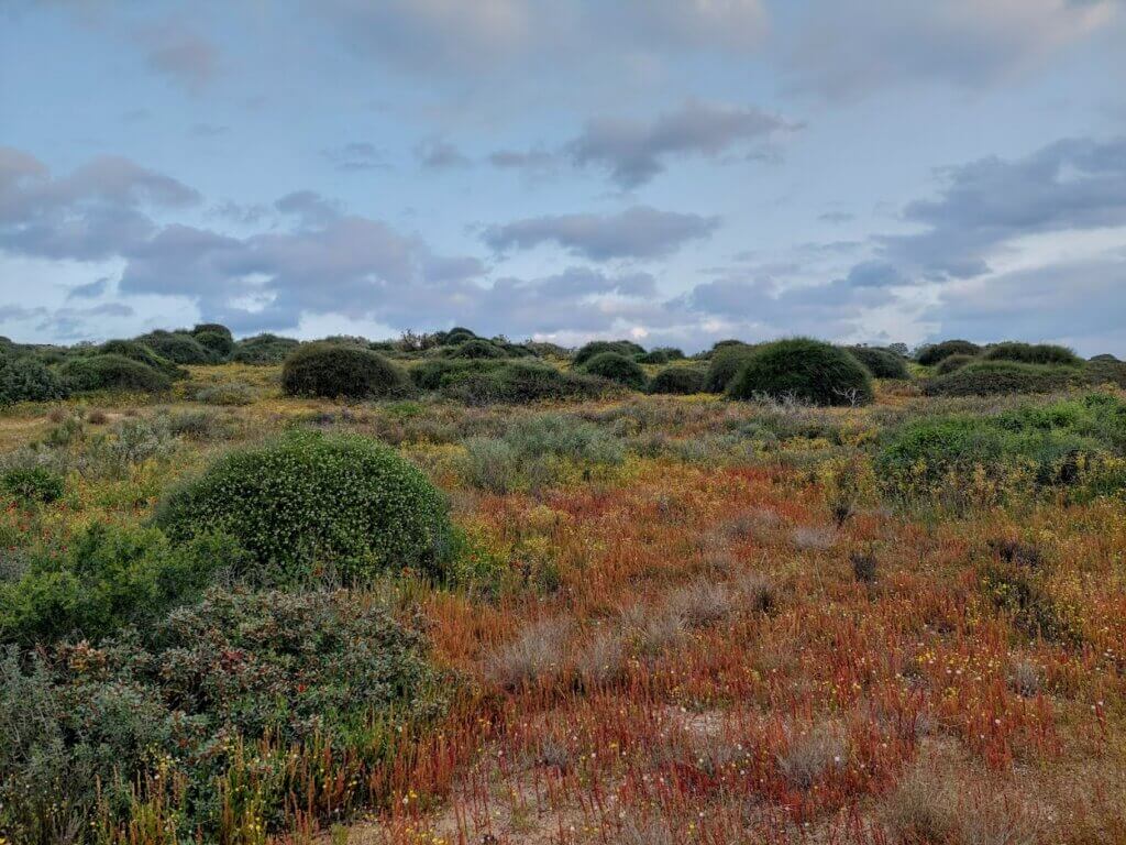 טיול פריחות 