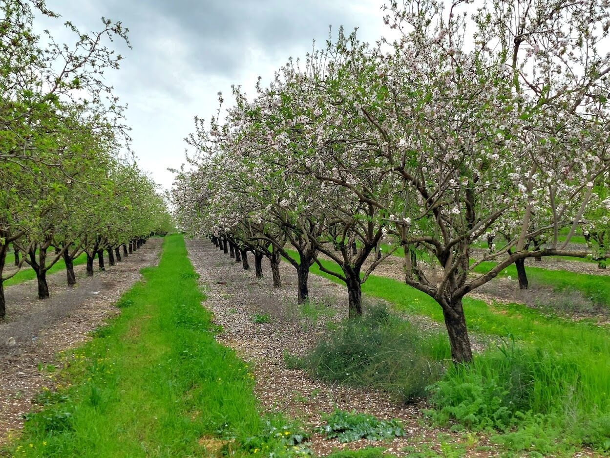 You are currently viewing שׁוֹטְטוּת מַטָּעִים – הצעה לאופי שוטטות רומנטי